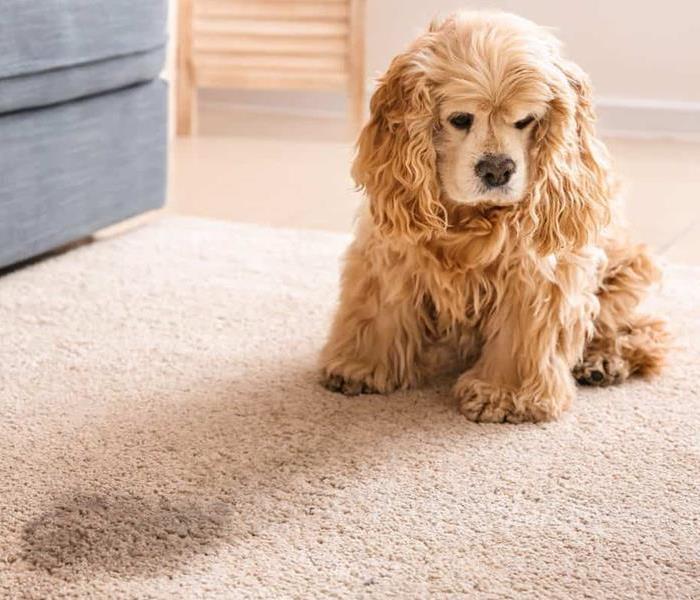 A picture of a puppy sitting by a carpet stain.