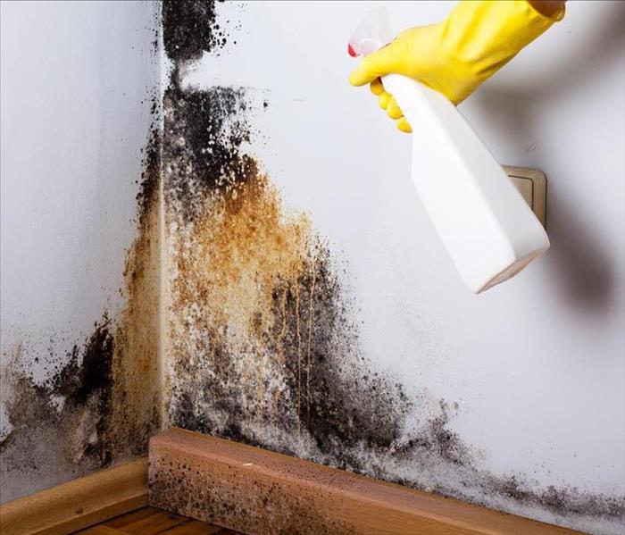 A picture of a wall full of mold with someone spraying products on the mold. 